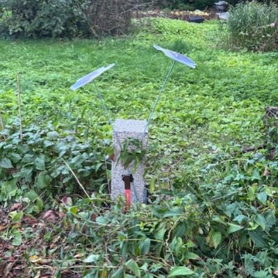 De vita molnen. Den blå himlen. De bruna hundarna. Det vita slottet. Den salta glassen. Den gröna mattan där allt hände. Skulpturen i parken stum och otillgänglig. De svarta svalorna som klöv luften med trubbiga vingar. Jag finns här och nu med trubbiga moln böjda mot blå himmel.