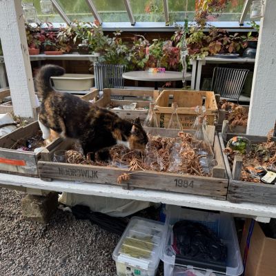 Malmgården Vita Bergens katter älskar också glaskonst -